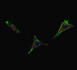 MilliporeSigma Rabbit anti-TERT, Polyclonal, 100&mu;g:Antibodies, Polyclonal